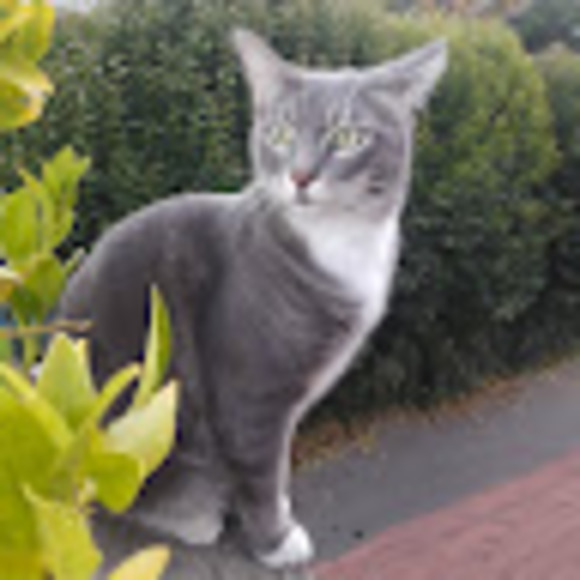 kattcali2003